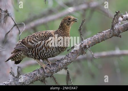 Birkhuhn, Birkwild, Weibchen, Henne, Lyrurus tetrix, Tetrao tetrix, gioco nero, gallo nero, gallo nero settentrionale, gallo nero eurasiatico, cazzo nero, Foto Stock