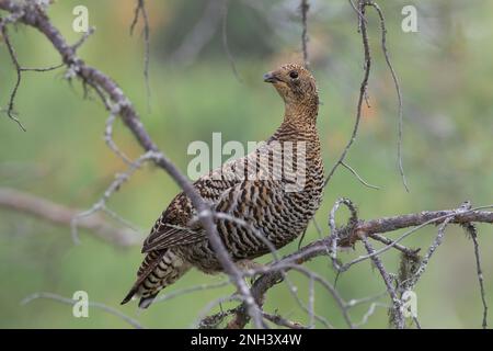 Birkhuhn, Birkwild, Weibchen, Henne, Lyrurus tetrix, Tetrao tetrix, gioco nero, gallo nero, gallo nero settentrionale, gallo nero eurasiatico, cazzo nero, Foto Stock