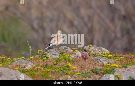 Piccolo uccello che guarda intorno sulla pietra, Linnet comune, Linaria cannabina Foto Stock