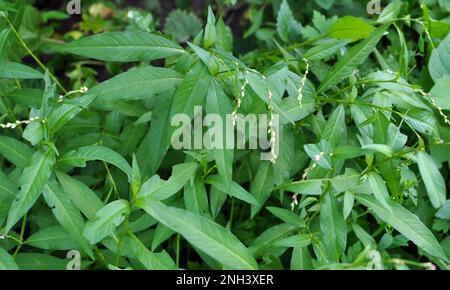 Persicaria hydropiper cresce tra le erbe in natura Foto Stock