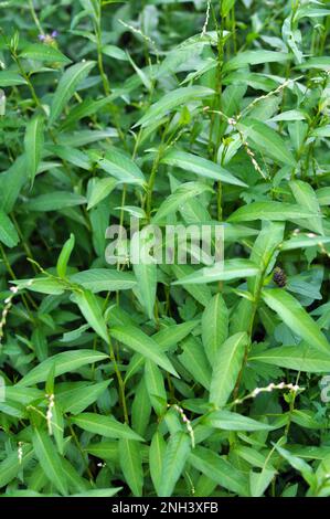 Persicaria hydropiper cresce tra le erbe in natura Foto Stock