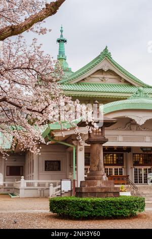 Primavera a Tokyo. Fiori rosa ciliegia in fiore di fronte alla Tokyo Memorial Hall Foto Stock