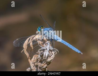 Una bella e vibrante libellula maschio Western Pondhawk si appende su una vegetazione secca che circonda uno stagno del Colorado. Foto Stock