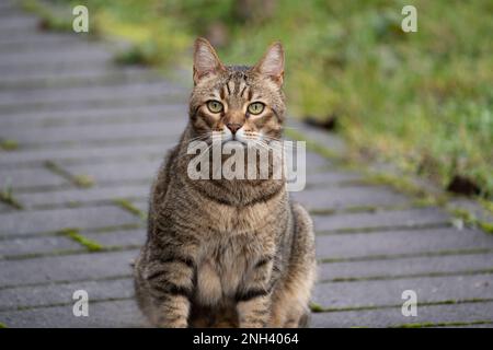 Gatto europeo a pelo corto con pelliccia striata siede sul sentiero nel cortile posteriore Foto Stock