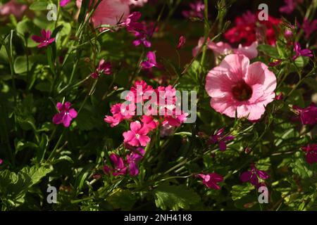 Verbena e petunia, due fiori colorati nel giardino Foto Stock