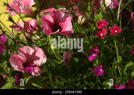 Verbena e petunia, due fiori colorati nel giardino Foto Stock