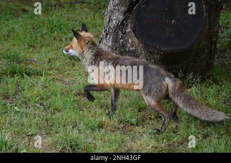 Una volpe rossa urbana che si prepara alla caccia. Foto Stock