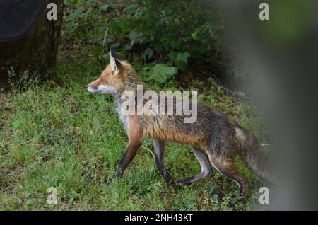 Una volpe rossa urbana che si prepara alla caccia. Foto Stock