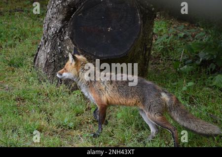 Una volpe rossa urbana che si prepara alla caccia. Foto Stock