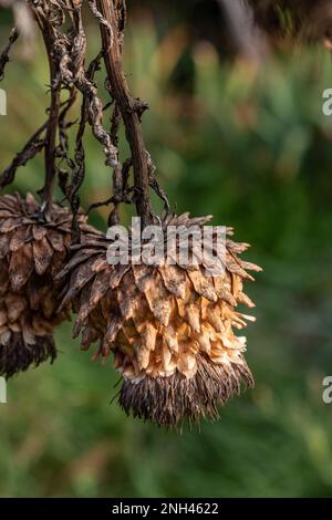 In autunno le teste di semi di carciofo si asciugano e diventano marroni. Inghilterra, Regno Unito. Foto Stock