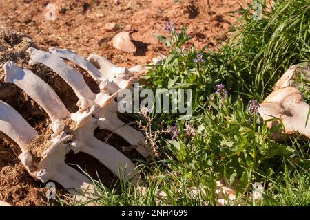 Senape porpora, Chorispora tenella, in fiore dalle ossa di una mucca vicino a Marlboro Point vicino a Moab, Utah. Foto Stock