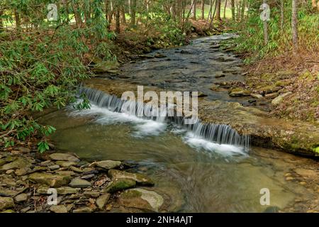 Un ampio torrente con una piccola cascata piena di rocce e massi lungo il sentiero nella foresta circondata da rododendri in una giornata di sole in tarda wi Foto Stock