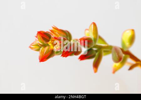 Echeveria Pulvinata, pianta succulenta molto decorativa con foglie pelose. Fotografia macro Foto Stock