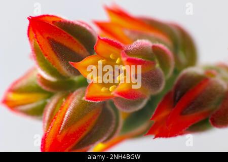 Echeveria Pulvinata, pianta succulenta molto decorativa con foglie pelose. Macrofotografia Foto Stock