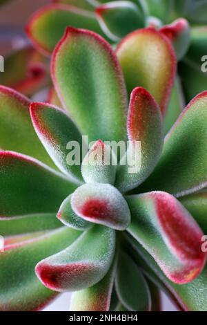 Echeveria Pulvinata, pianta succulenta molto decorativa con foglie pelose. Macrofotografia Foto Stock