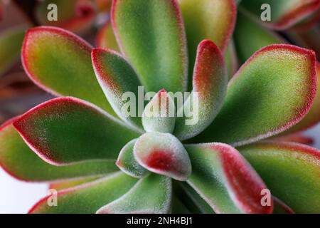 Echeveria Pulvinata, pianta succulenta molto decorativa con foglie pelose. Macrofotografia Foto Stock