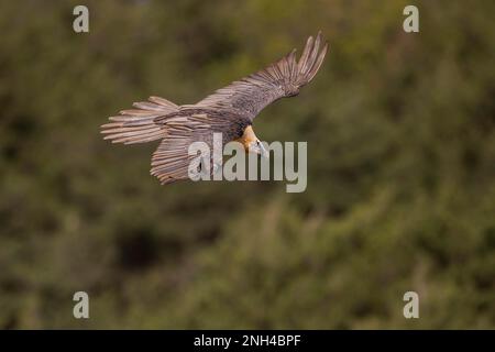Avvoltoio barbuto (Gypeatus barbatus) adulto, dall'alto, che vola di fronte alla foresta, Pirenei, Catalogna, Spagna Foto Stock