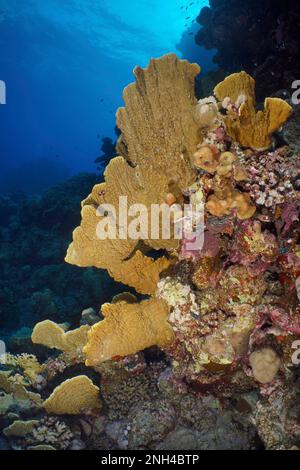 Lama firel corallo (Millepora platyphylla), St. Johns sito di immersione, Egitto, Mar Rosso Foto Stock