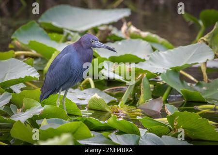 Piccolo uccello di Heron blu in una palude verde nelle Everglades in Florida. Foto Stock