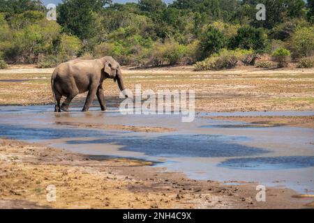 Elefante asiatico solitario camminare in una foresta tropicale in un parco nazionale in Sri Lanka. Fauna selvatica asiatica Foto Stock