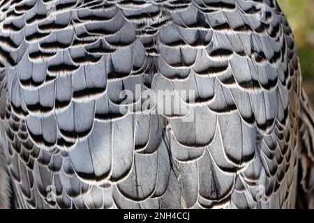 Oca Imperatrice (Anser canagicus), piumaggio, piume, piumaggio, primo piano, Captive, Vogelpark Heiligenkirchen, Detmold, Ostwestfalen-Lippe, Nord Foto Stock