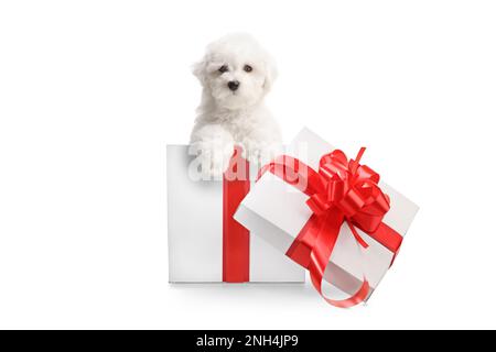 Cucciolo di Bichon Frise all'interno di una scatola regalo isolata su sfondo bianco Foto Stock