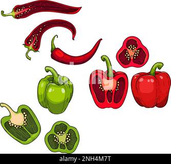 Peperoncino, peperoncino. Peperone verde e rosso intero e dimezzato , illustrazione disegnata a mano. Illustrazione Vettoriale