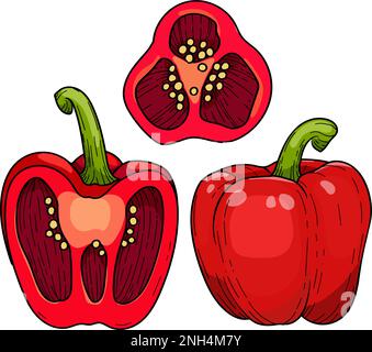 Peperone Paprika dolce, rosso maturo, mezzo baccello, disegno a mano Vector. Illustrazione Vettoriale