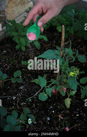 primo piano della mano di mans piantando una pianta di pomodoro nel giardino Foto Stock