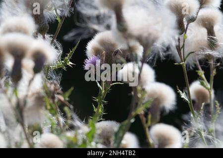 Un unico fiore tra i semi & teste di semi di Thistle Creeping (Arvense Cirsium) attrarre insetti Foto Stock