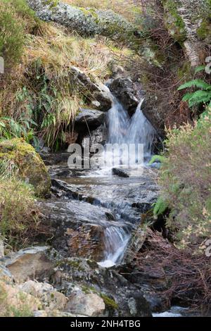 Una piccola cascata sotto il ramo di un Birch Tree Cascading in una piscina circondata da Heather, Erass e Ferns nelle Highlands scozzesi Foto Stock