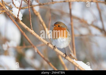 Un Robin (Erithacus rubecula) seduto in un Bush Forsythia in inverno Foto Stock