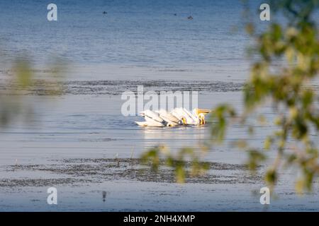 pellicani che giocano nell'acqua al di là degli alberi Foto Stock