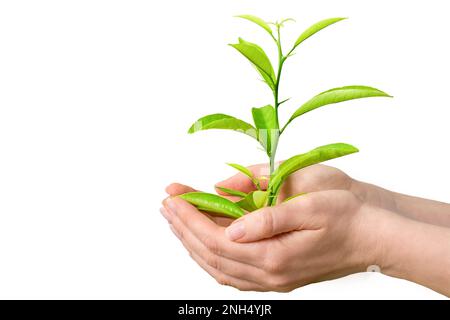 Mani che tengono una pianta verde su uno sfondo bianco. Eco-friendly, concetto di Earth Day. Foto Stock