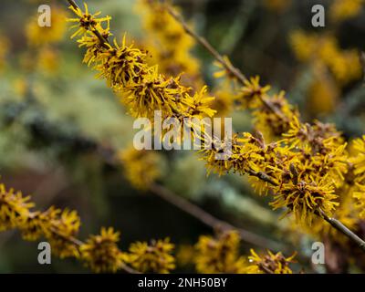 Fiori invernali piccanti dell'arbusto deciduo e fragrante, Hamamelis 'Brevipetala' Foto Stock