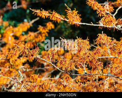 Fiori di inverno piccanti del profumato arbusto deciduo, Hamamelis x intermedia 'Afrodite' Foto Stock