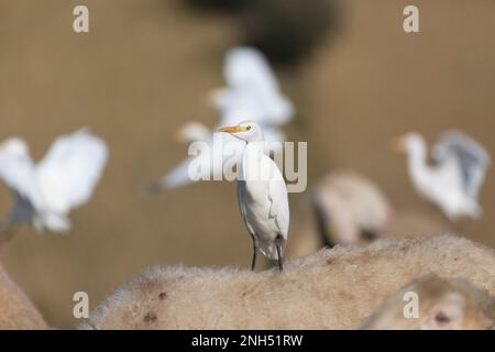 Convivenza pacifica: Heron e pecore in armonia Foto Stock