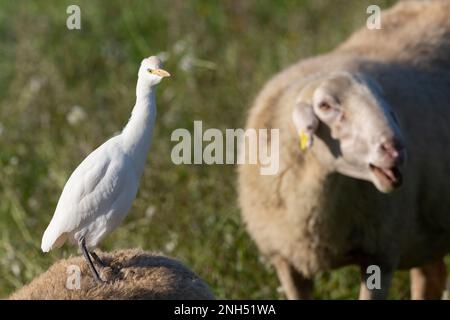 Convivenza pacifica: Heron e pecore in armonia Foto Stock