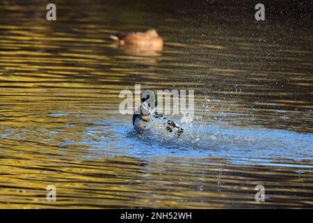 Mallard anatre Anas platyrhynchos anatra selvatica Foto Stock