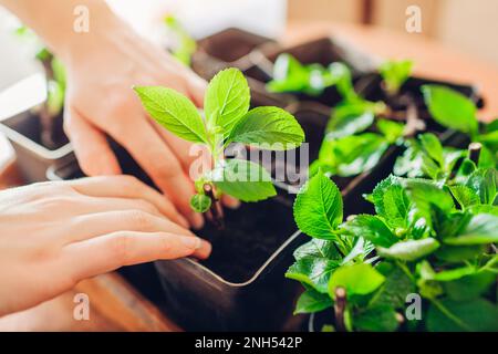 Giardiniere che piantano le hydrangeas del bigleaf che tagliano in contenitore con terreno. Piante nuove crescenti nel paese. Molla Foto Stock