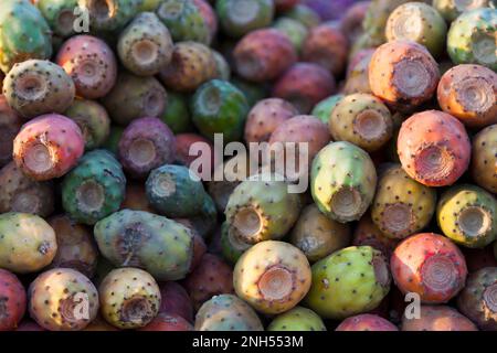 Opuntia, comunemente chiamata pera prickly, è un genere della famiglia dei cactus Cactaceae. Le pere spinose sono anche note come tonno (frutta), sabra, nopale o pagaia Foto Stock