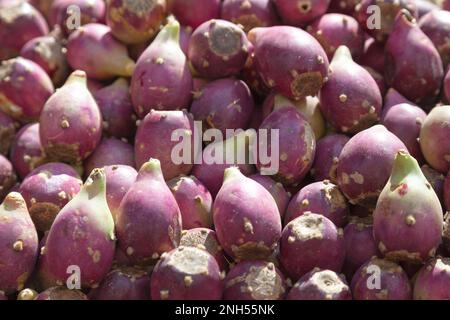 Opuntia, comunemente chiamata pera prickly, è un genere della famiglia dei cactus Cactaceae. Le pere spinose sono anche note come tonno (frutta), sabra, nopale o pagaia Foto Stock