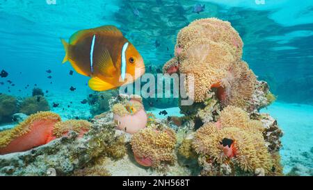 Pesce tropicale anemonefish pinna d'arancia con magnifici anemoni marini sott'acqua nell'oceano, Pacifico meridionale, Polinesia francese Foto Stock