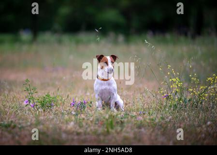 un cane jack russel seduto in un parco vicino a fiori selvatici Foto Stock