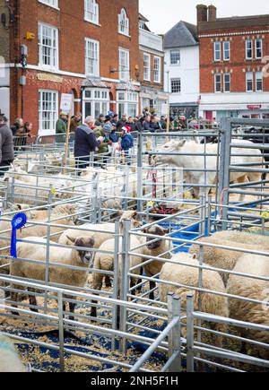 WINSLOW, Regno Unito - 05 dicembre 2022. Coltivatori ad un mercato con pecora di premio, bestiame. Winslow Primestock Christmas Show, Buckinghamshire, Regno Unito Foto Stock