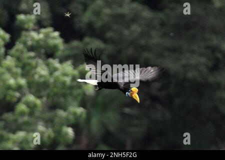 Un individuo femminile di hornbill knobbed, o a volte chiamato Sulawesi hornbill rugged (Rhyticeros cassidix), vola mentre sta lasciando un albero durante una sessione di foraggio in un'area della foresta pluviale vicino al Monte Tangkoko e Duasudara in Bitung, Sulawesi settentrionale, Indonesia. Gioca un ruolo importante nella dispersione dei semi, spesso soprannominata come agricoltore della foresta dagli ornitologi, i cavoletti "mantengono il ciclo della foresta in crescita e in evoluzione con tutti i frutti che consumano ogni giorno", ha scritto Amanda Hackett della Wildlife Conservation Society in una pubblicazione del 2022. Foto Stock