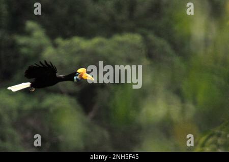 Un individuo femminile di hornbill knobbed, o a volte chiamato Sulawesi hornbill rugged (Rhyticeros cassidix), vola mentre sta lasciando un albero durante una sessione di foraggio in un'area della foresta pluviale vicino al Monte Tangkoko e Duasudara in Bitung, Sulawesi settentrionale, Indonesia. Gioca un ruolo importante nella dispersione dei semi, spesso soprannominata come agricoltore della foresta dagli ornitologi, i cavoletti "mantengono il ciclo della foresta in crescita e in evoluzione con tutti i frutti che consumano ogni giorno", ha scritto Amanda Hackett della Wildlife Conservation Society in una pubblicazione del 2022. Foto Stock