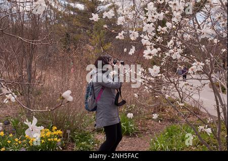 Donna che fotografa l'albero di Magnolia in primavera piena fioritura. Foto Stock