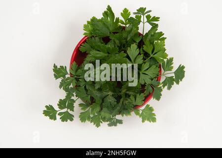 prezzemolo in una ciotola isolata senza nessuno. Foto Stock