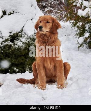 Cani che si godono la neve, Nuova Scozia, Canada, Foto Stock